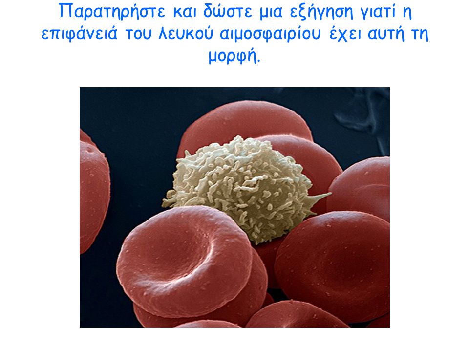 Παρατηρήστε και δώστε μια εξήγηση γιατί η επιφάνειά του λευκού αιμοσφαιρίου έχει αυτή τη μορφή.