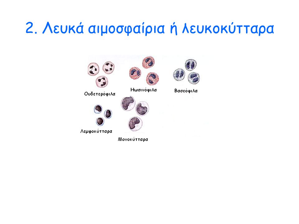 2. Λευκά αιμοσφαίρια ή λευκοκύτταρα