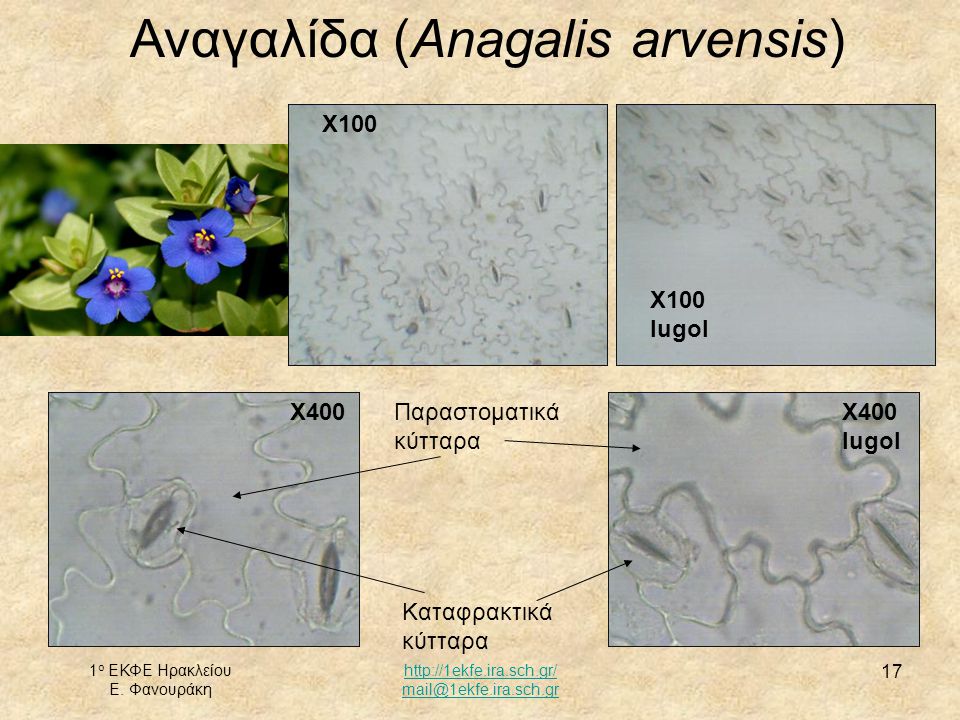 Αναγαλίδα (Anagalis arvensis)