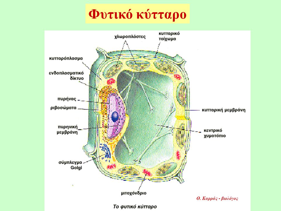 Φυτικό κύτταρο Θ. Καρράς - βιολόγος
