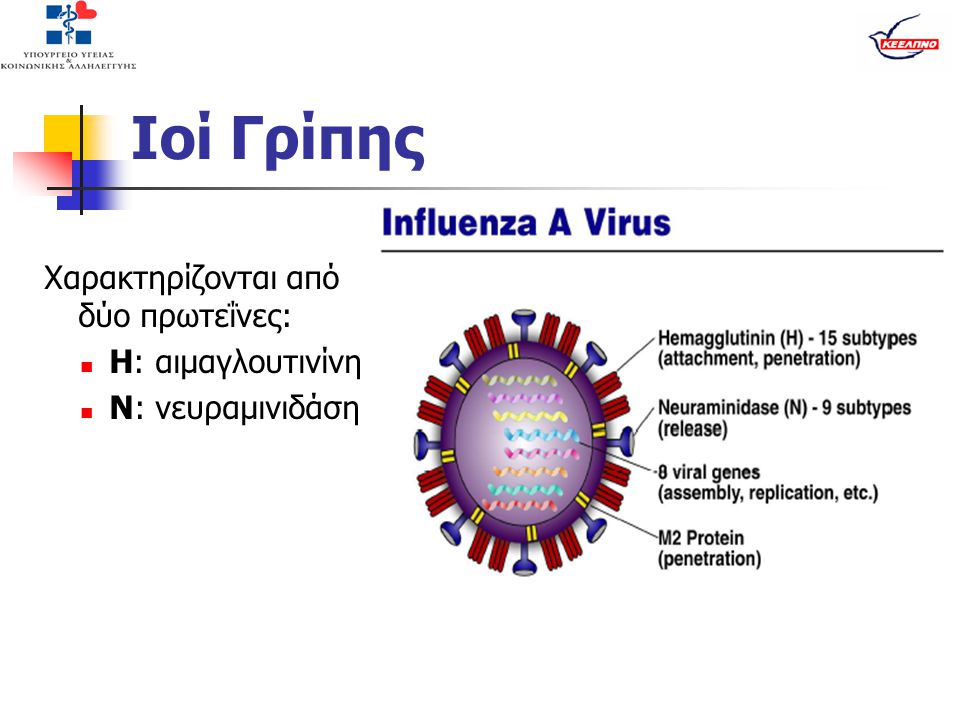 Ιοί Γρίπης Χαρακτηρίζονται από δύο πρωτεΐνες: Η: αιμαγλουτινίνη