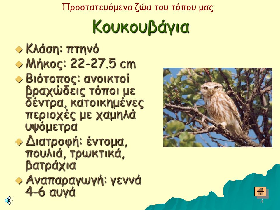 Κουκουβάγια Κλάση: πτηνό Μήκος: cm