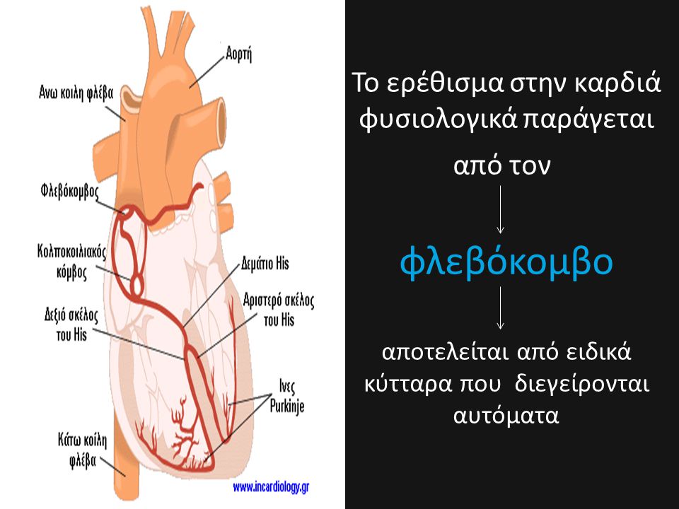 Το ερέθισμα στην καρδιά φυσιολογικά παράγεται από τον φλεβόκομβο αποτελείται από ειδικά κύτταρα που διεγείρονται αυτόματα
