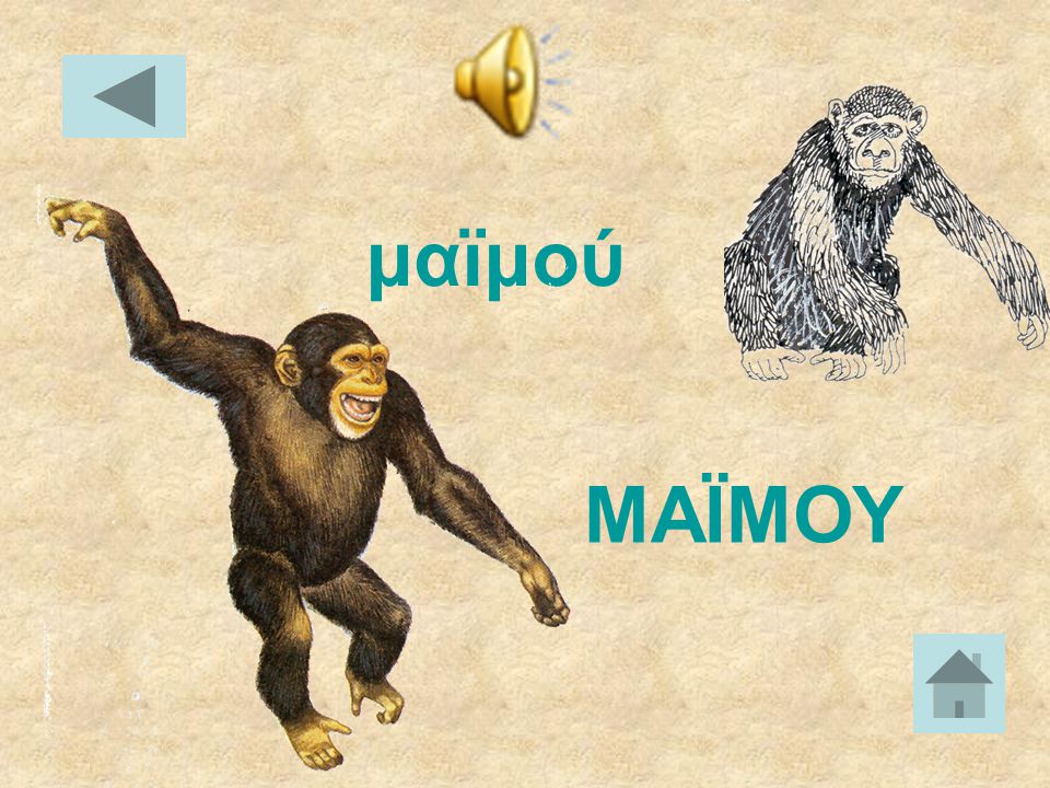 μαϊμού ΜΑΪΜΟΥ