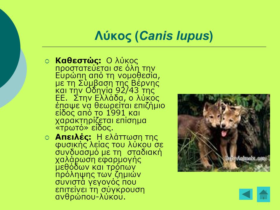 Λύκος (Canis lupus)
