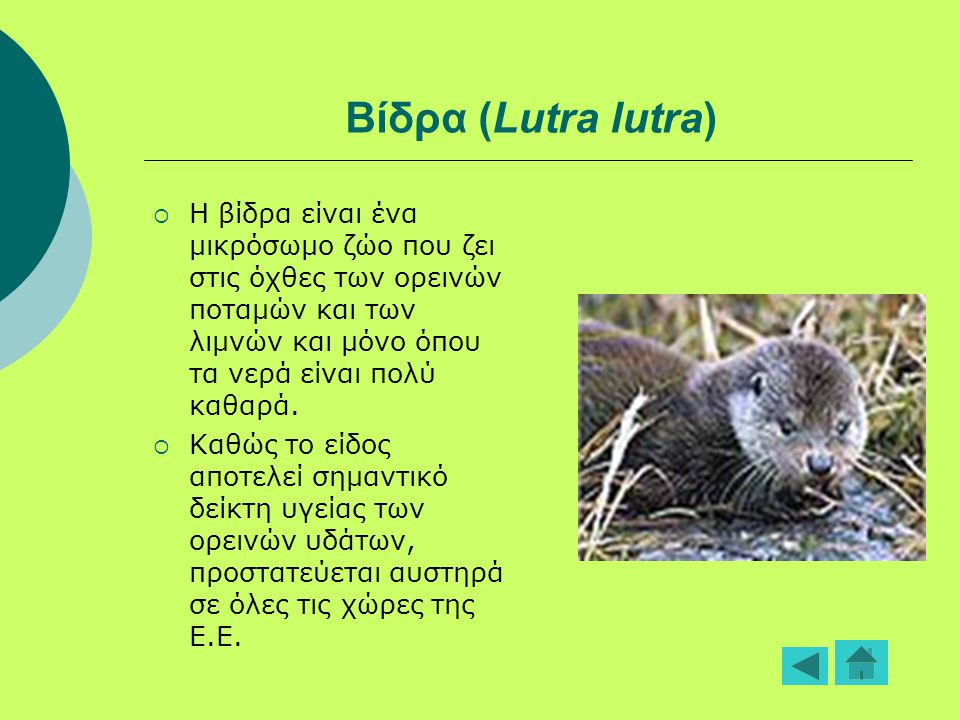 Βίδρα (Lutra lutra) Η βίδρα είναι ένα μικρόσωμο ζώο που ζει στις όχθες των ορεινών ποταμών και των λιμνών και μόνο όπου τα νερά είναι πολύ καθαρά.