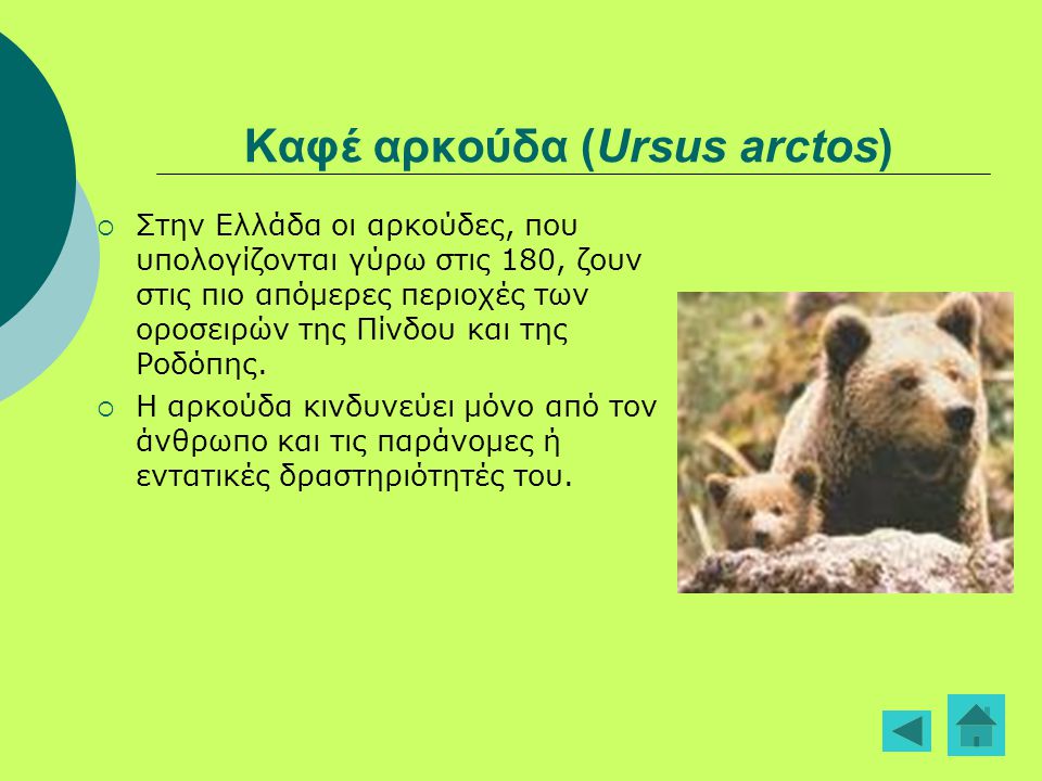 Καφέ αρκούδα (Ursus arctos)