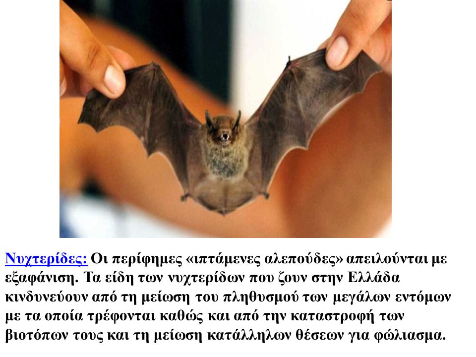 Νυχτερίδες: Οι περίφημες «ιπτάμενες αλεπούδες» απειλούνται με εξαφάνιση.