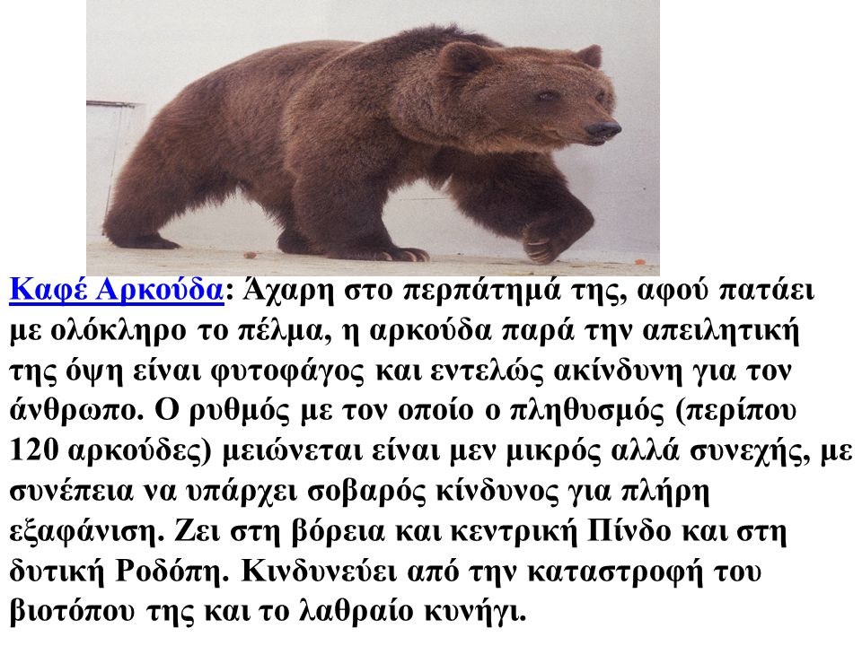 Καφέ Αρκούδα: Άχαρη στο περπάτημά της, αφού πατάει με ολόκληρο το πέλμα, η αρκούδα παρά την απειλητική της όψη είναι φυτοφάγος και εντελώς ακίνδυνη για τον άνθρωπο.