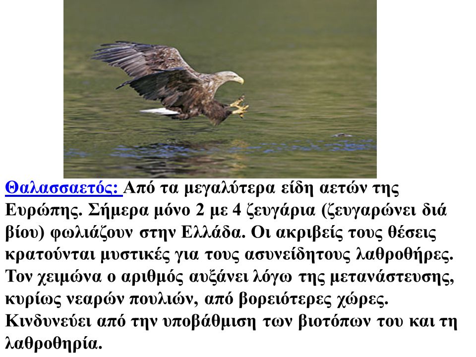 Θαλασσαετός: Από τα μεγαλύτερα είδη αετών της Ευρώπης