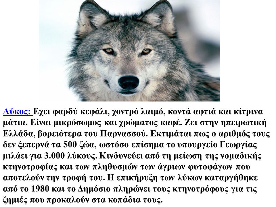 Λύκος: Εχει φαρδύ κεφάλι, χοντρό λαιμό, κοντά αφτιά και κίτρινα μάτια