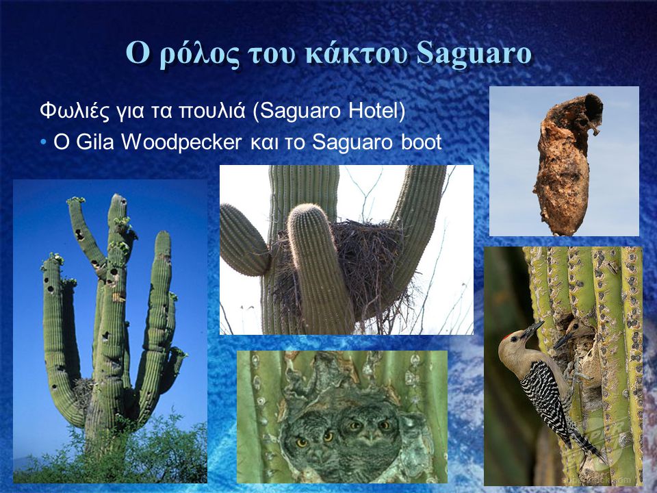 Ο ρόλος του κάκτου Saguaro