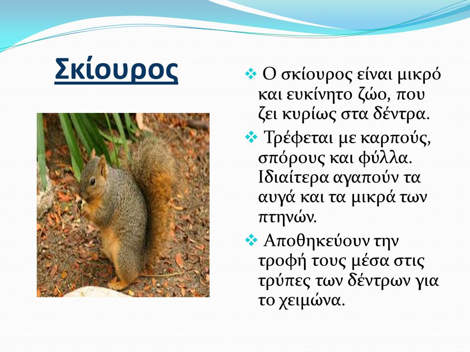 Σκίουρος Ο σκίουρος είναι μικρό και ευκίνητο ζώο, που ζει κυρίως στα δέντρα.