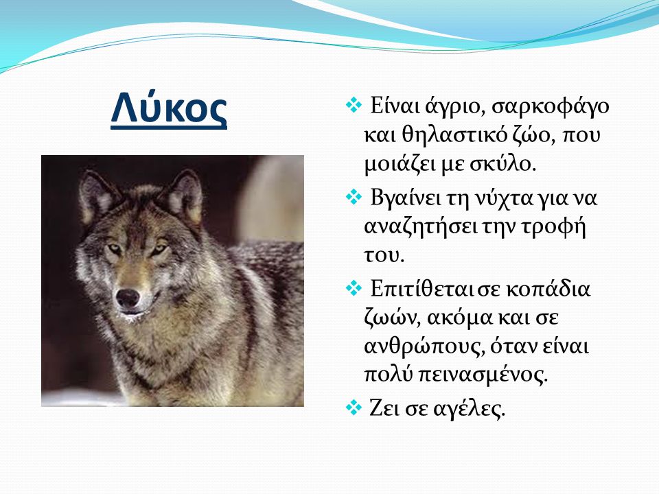 Λύκος Είναι άγριο, σαρκοφάγο και θηλαστικό ζώο, που μοιάζει με σκύλο.