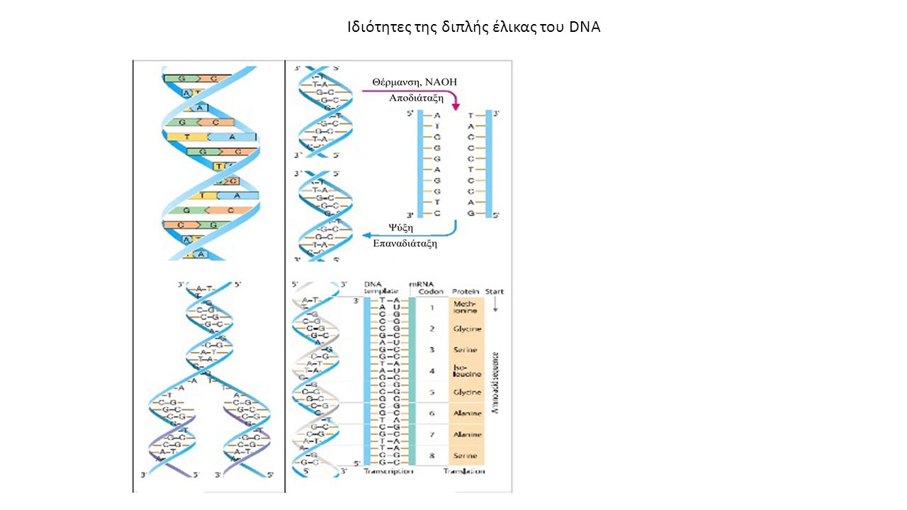 Ιδιότητες της διπλής έλικας του DNA