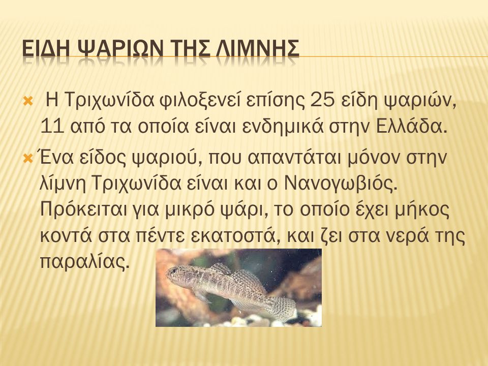 Ειδη ψαριων τησ λιμνησ Η Τριχωνίδα φιλοξενεί επίσης 25 είδη ψαριών, 11 από τα οποία είναι ενδημικά στην Ελλάδα.