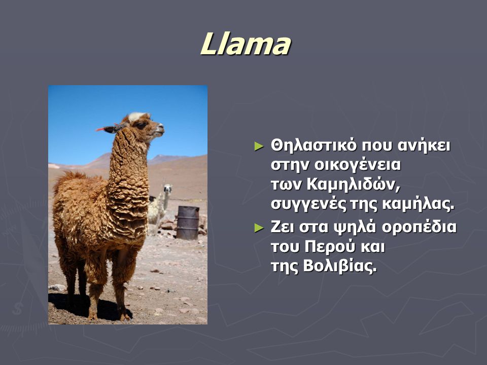 Llama Θηλαστικό που ανήκει στην οικογένεια των Καμηλιδών, συγγενές της καμήλας.
