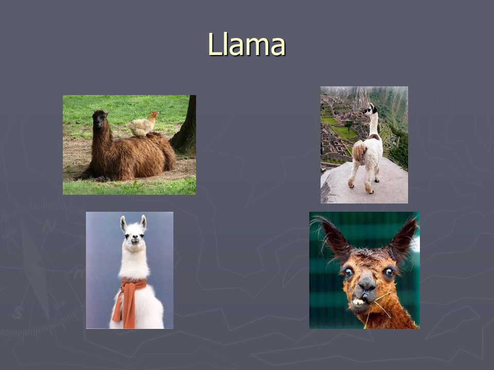 Llama