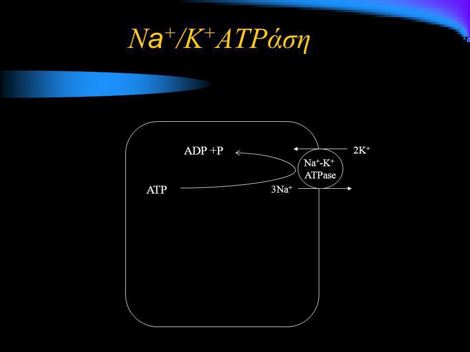 Na+/K+ATPάση ADP +P 2K+ Na+-K+ ATPase ATP 3Na+