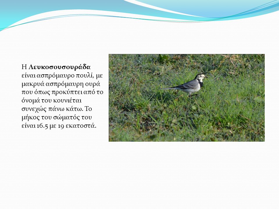 Η Λευκοσουσουράδα είναι ασπρόμαυρο πουλί, με μακρυά ασπρόμαυρη ουρά που όπως προκύπτει από το όνομά του κουνιέται συνεχώς πάνω κάτω.