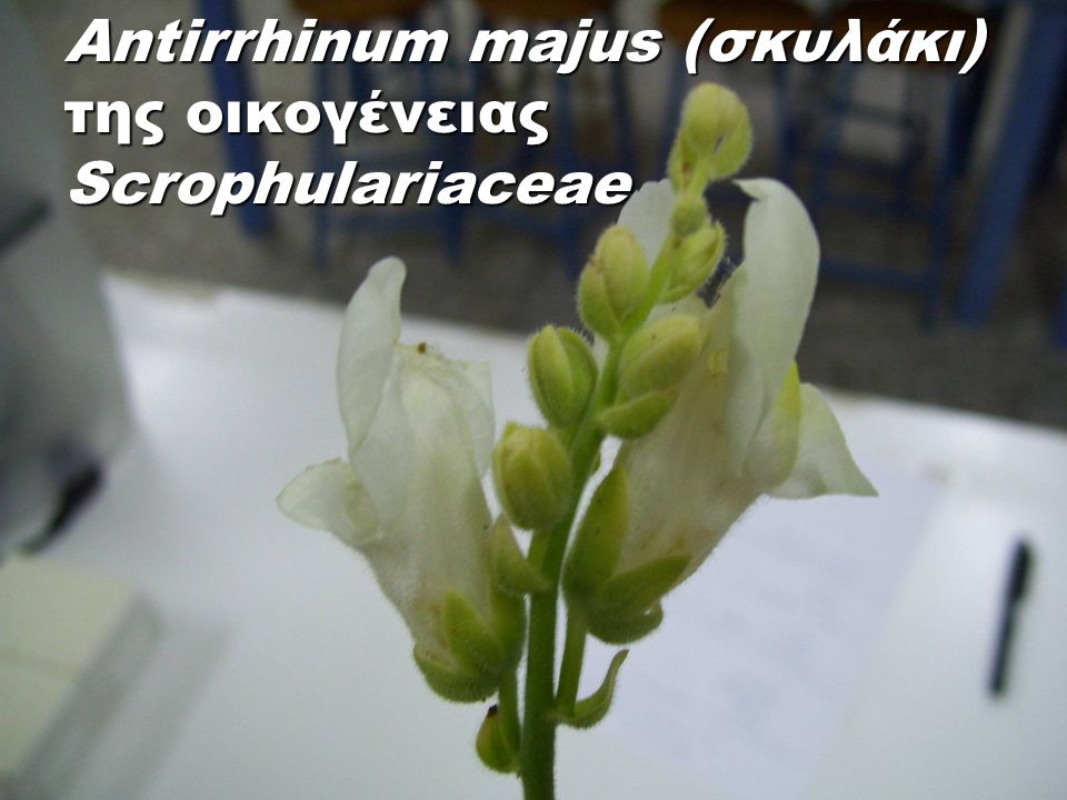 Antirrhinum majus (σκυλάκι) της οικογένειας Scrophulariaceae