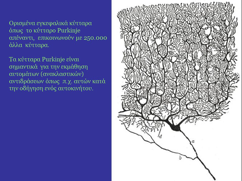 Ορισμένα εγκεφαλικά κύτταρα όπως το κύτταρο Purkinje απέναντι, επικοινωνούν με άλλα κύτταρα.