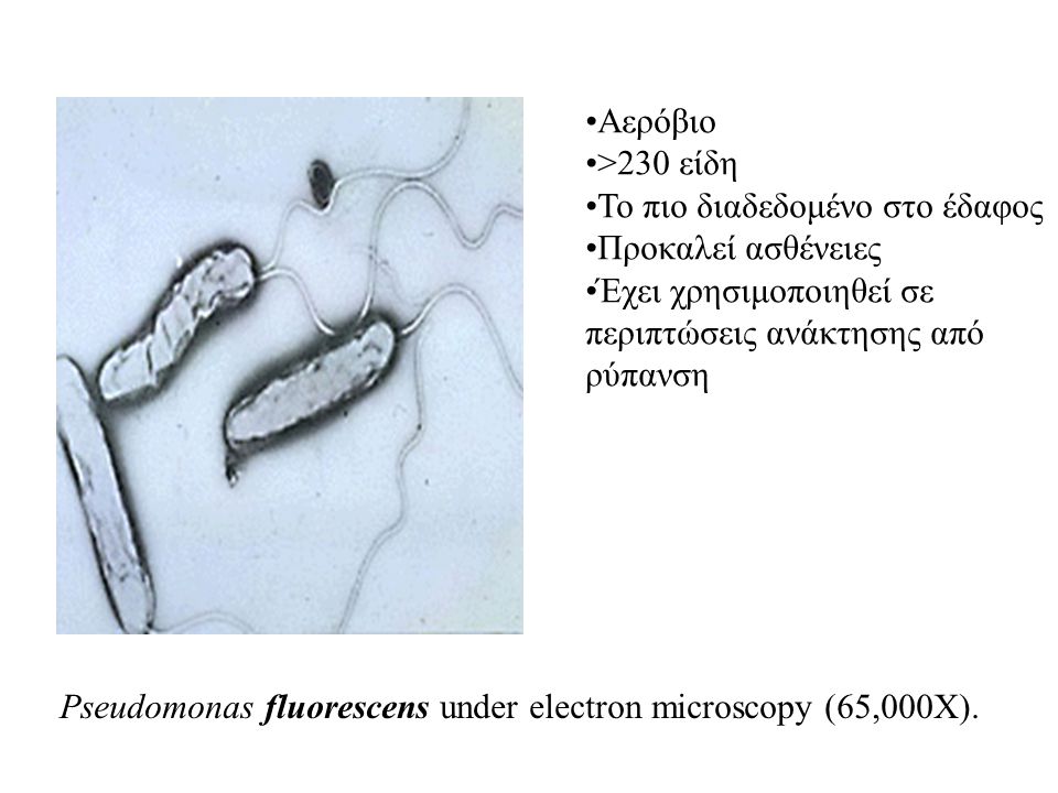 Pseudomonas fluorescens under electron microscopy (65,000X).