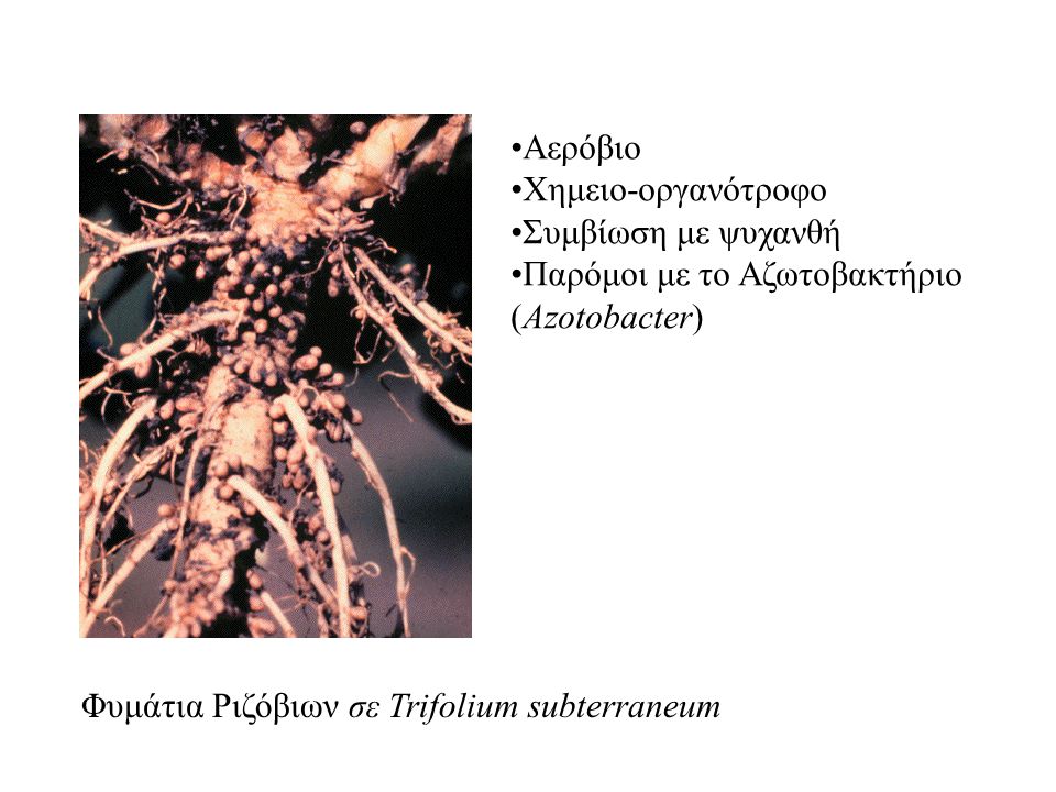 Φυμάτια Ριζόβιων σε Trifolium subterraneum