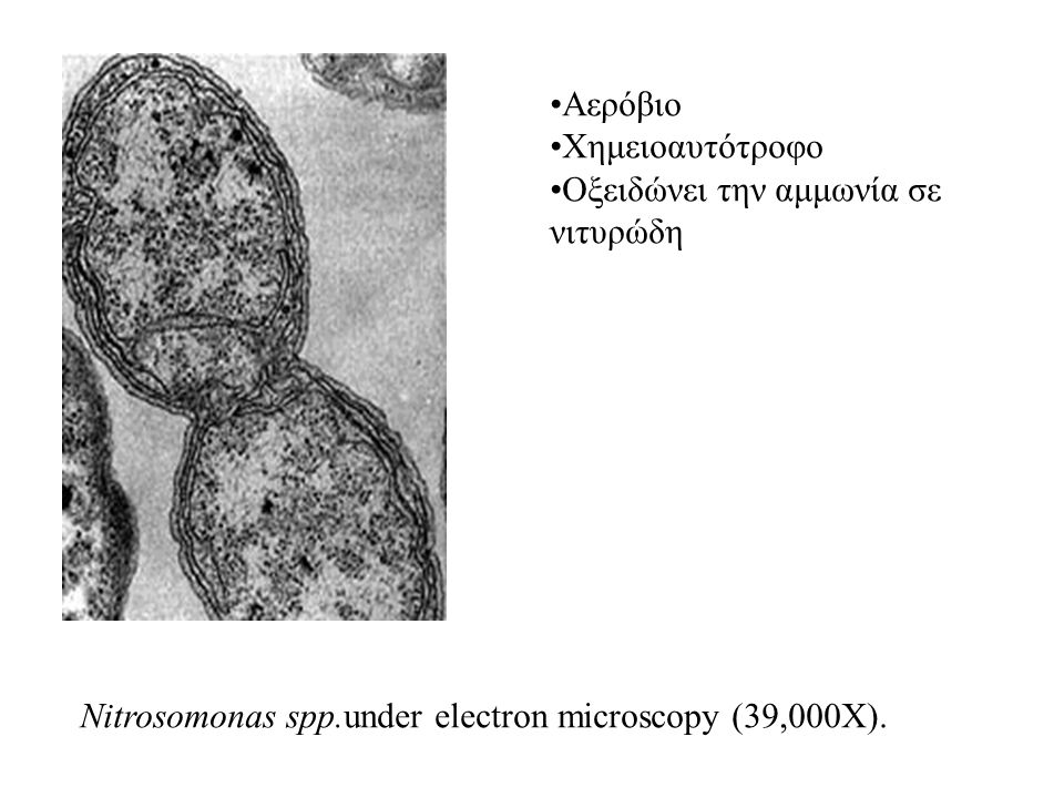 Nitrosomonas spp.under electron microscopy (39,000X).