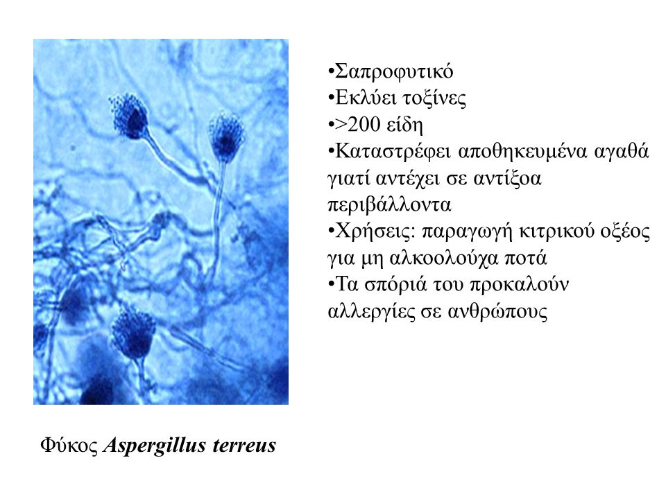 Φύκος Aspergillus terreus
