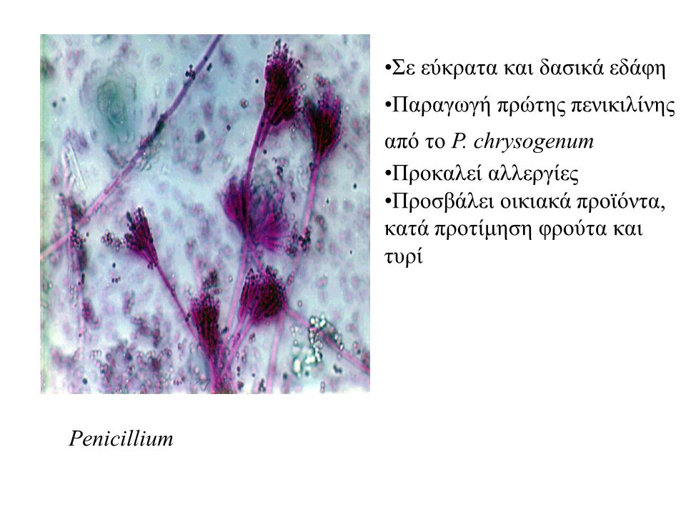 Penicillium Σε εύκρατα και δασικά εδάφη. Παραγωγή πρώτης πενικιλίνης. από το P. chrysogenum. Προκαλεί αλλεργίες.