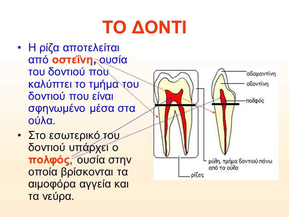 ΤΟ ΔΟΝΤΙ Η ρίζα αποτελείται από οστεΐνη, ουσία του δοντιού που καλύπτει το τμήμα του δοντιού που είναι σφηνωμένο μέσα στα ούλα.