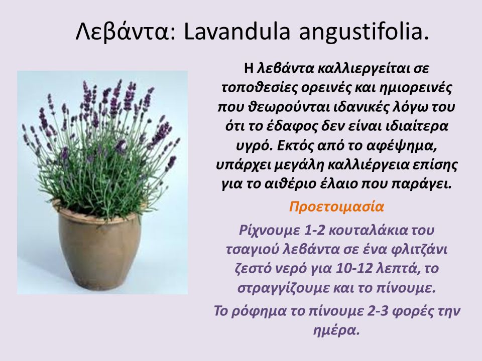 Λεβάντα: Lavandula angustifolia.