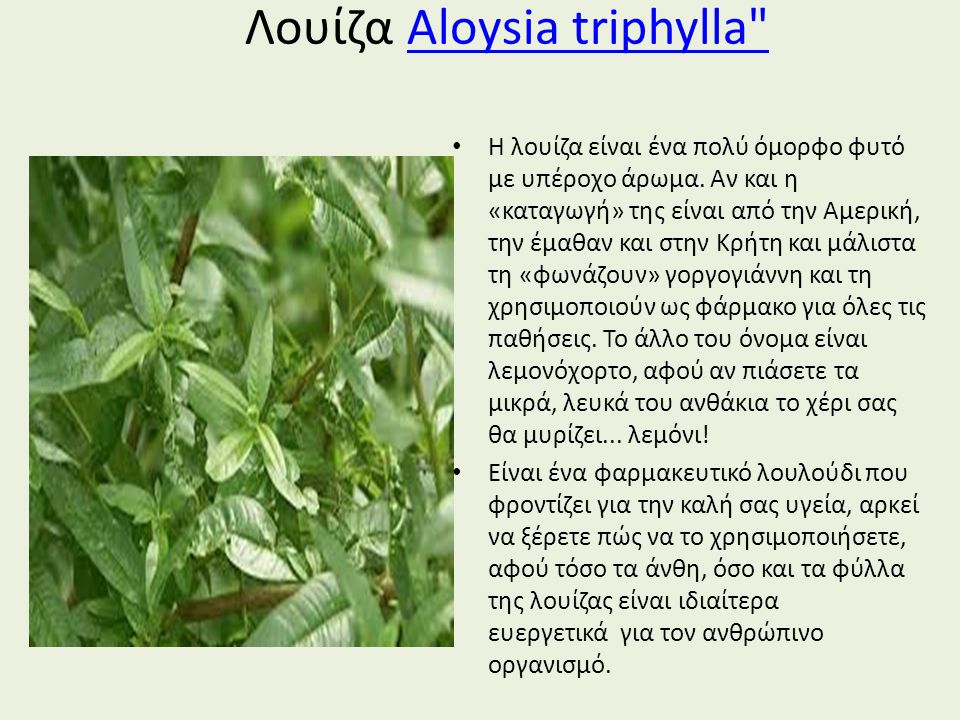 Λουίζα Aloysia triphylla