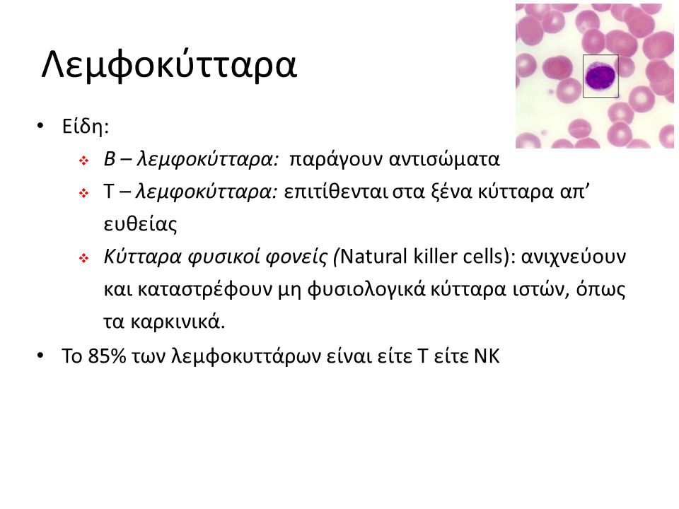 Λεμφοκύτταρα Είδη: B – λεμφοκύτταρα: παράγουν αντισώματα