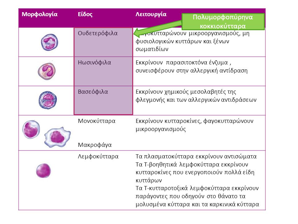 Πολυμορφοπύρηνα κοκκιοκύτταρα