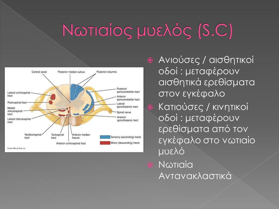 Νωτιαίος μυελός (S.C) Ανιούσες / αισθητικοί οδοί : μεταφέρουν αισθητικά ερεθίσματα στον εγκέφαλο.
