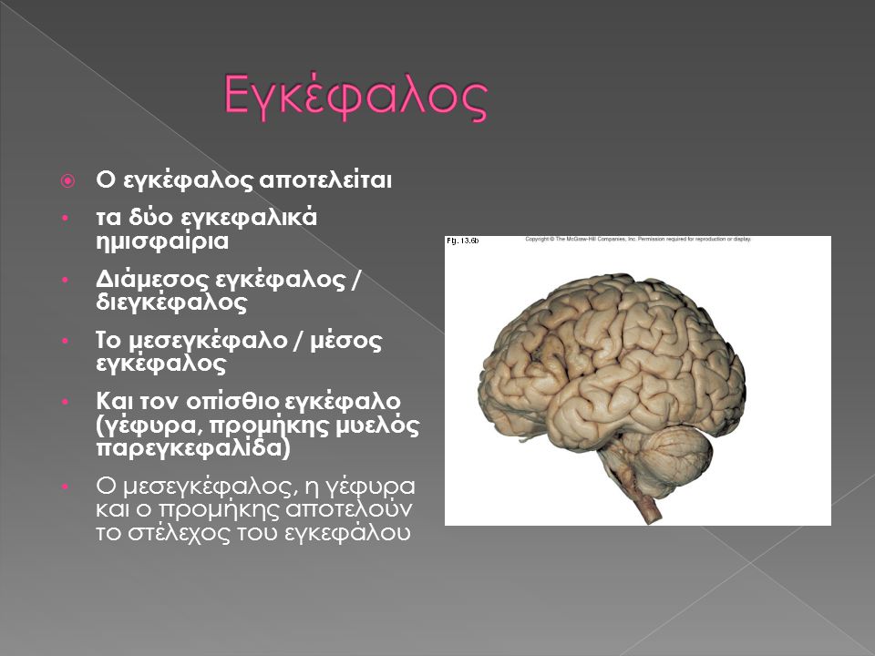 Εγκέφαλος Ο εγκέφαλος αποτελείται τα δύο εγκεφαλικά ημισφαίρια