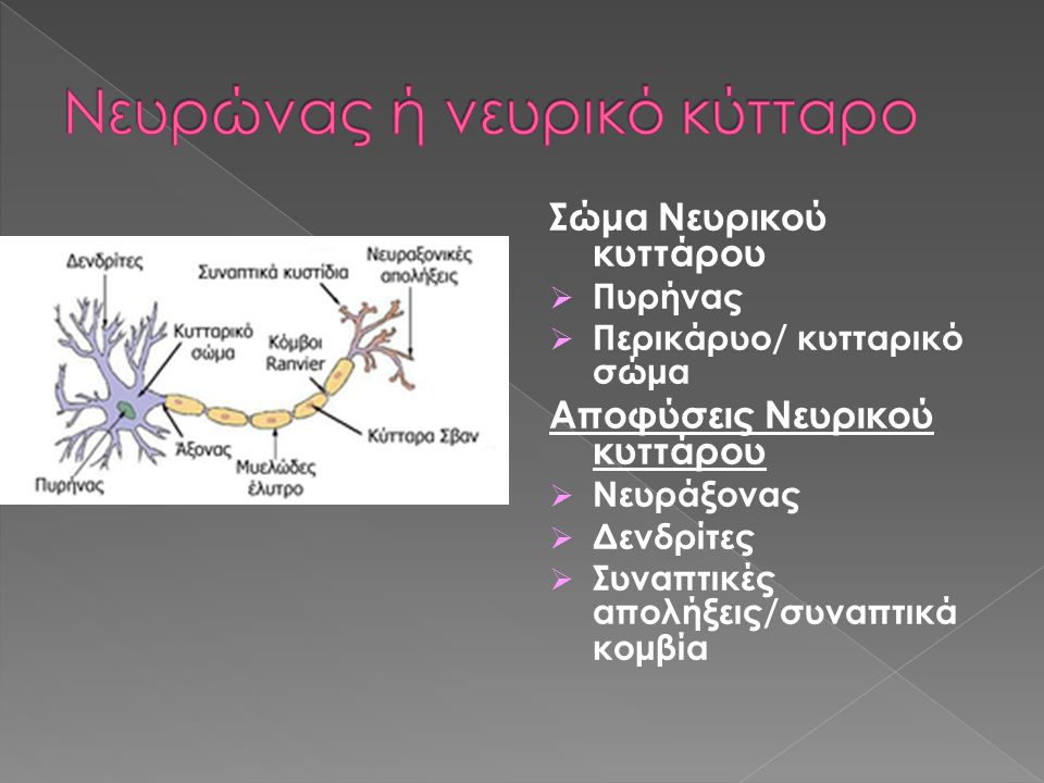 Νευρώνας ή νευρικό κύτταρο