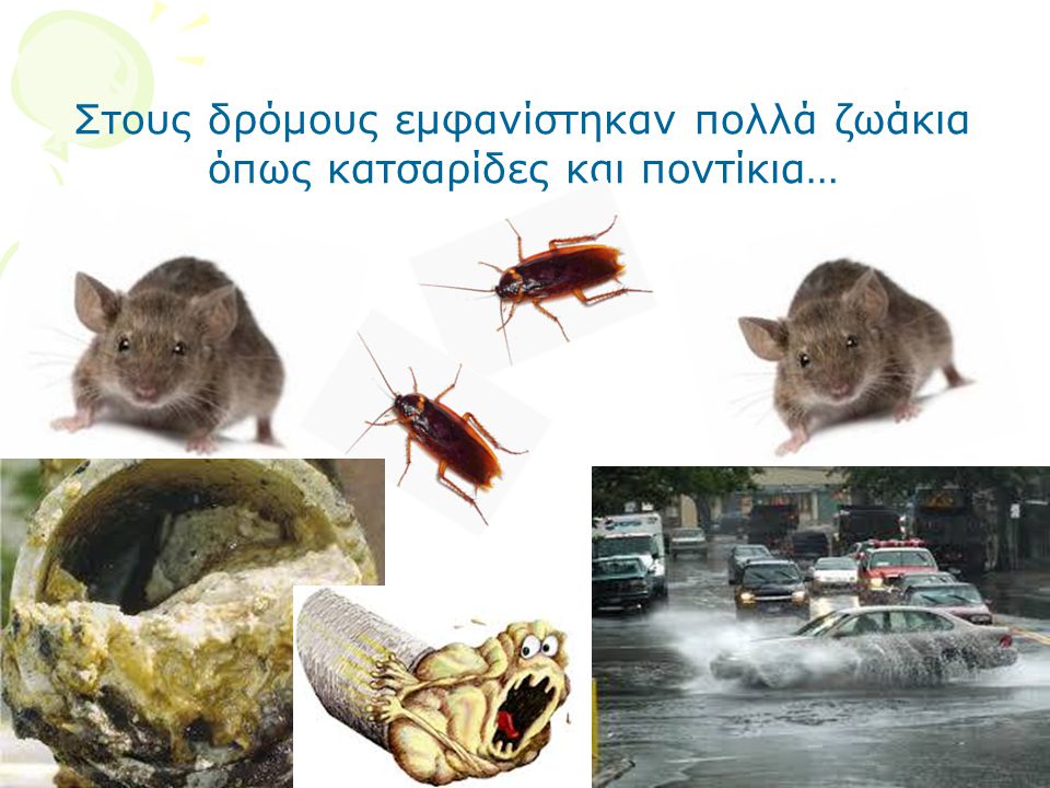 Στους δρόμους εμφανίστηκαν πολλά ζωάκια όπως κατσαρίδες και ποντίκια…