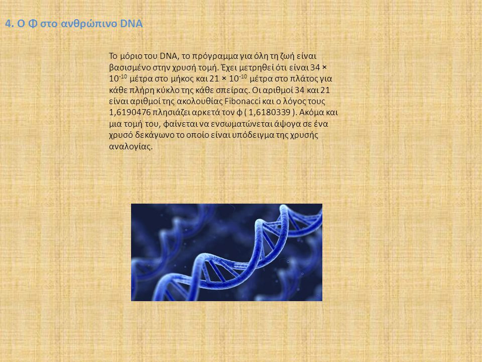 4. Ο Φ στο ανθρώπινο DNA