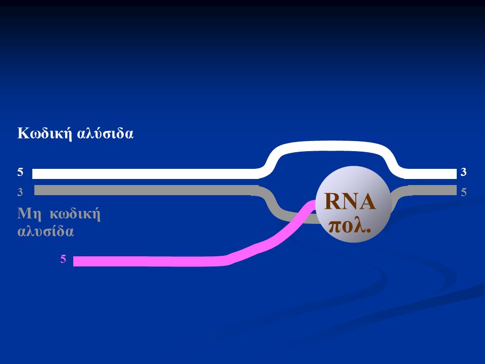 Κωδική αλύσιδα 5 3 RNA πολ. 3 5 Μη κωδική αλυσίδα 5