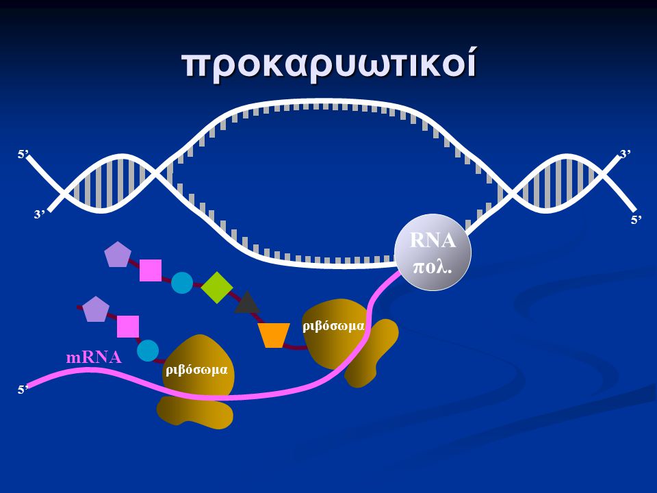 προκαρυωτικοί 3’ 5’ 5’ mRNA RNA πολ. ριβόσωμα ριβόσωμα