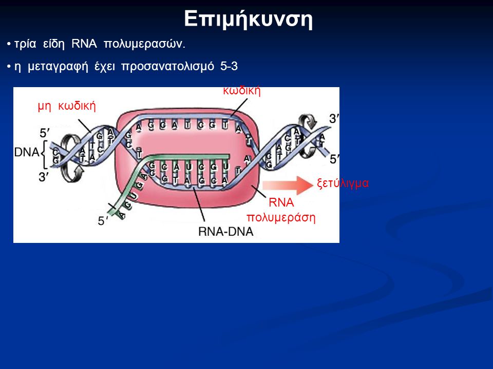 Επιμήκυνση τρία είδη RNA πολυμερασών.