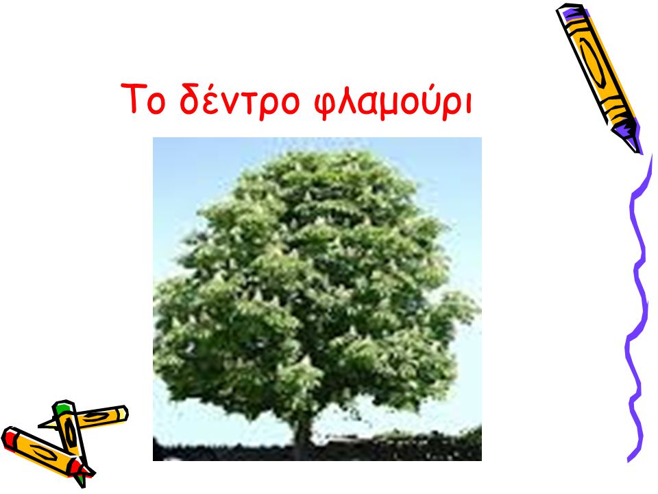 Το δέντρο φλαμούρι