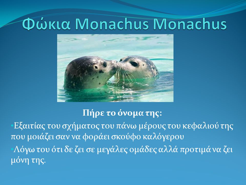 Φώκια Monachus Monachus
