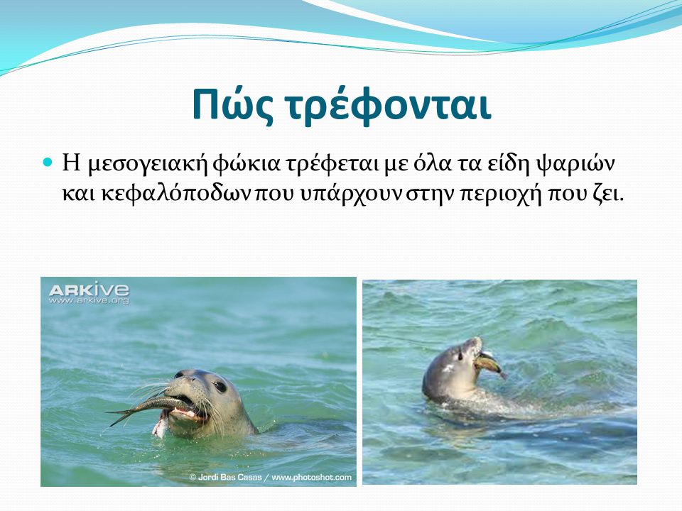 Πώς τρέφονται Η μεσογειακή φώκια τρέφεται με όλα τα είδη ψαριών και κεφαλόποδων που υπάρχουν στην περιοχή που ζει.