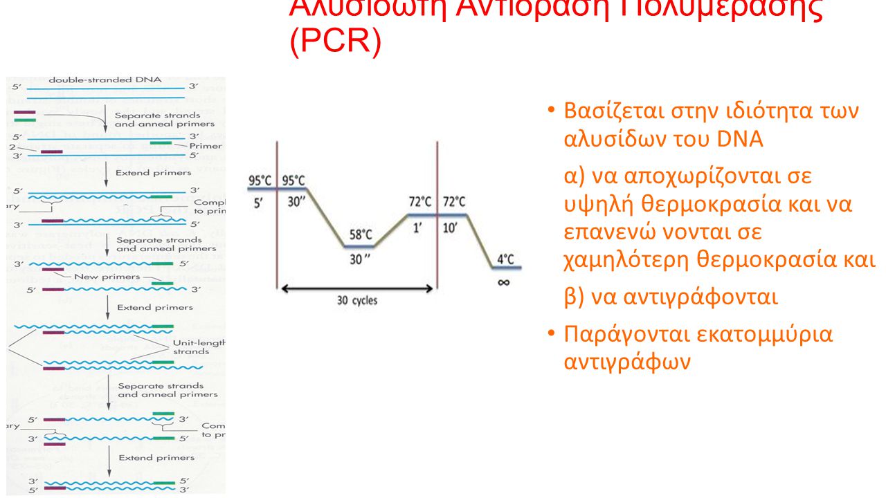 Αλυσιδωτή Αντίδραση Πολυμεράσης (PCR)