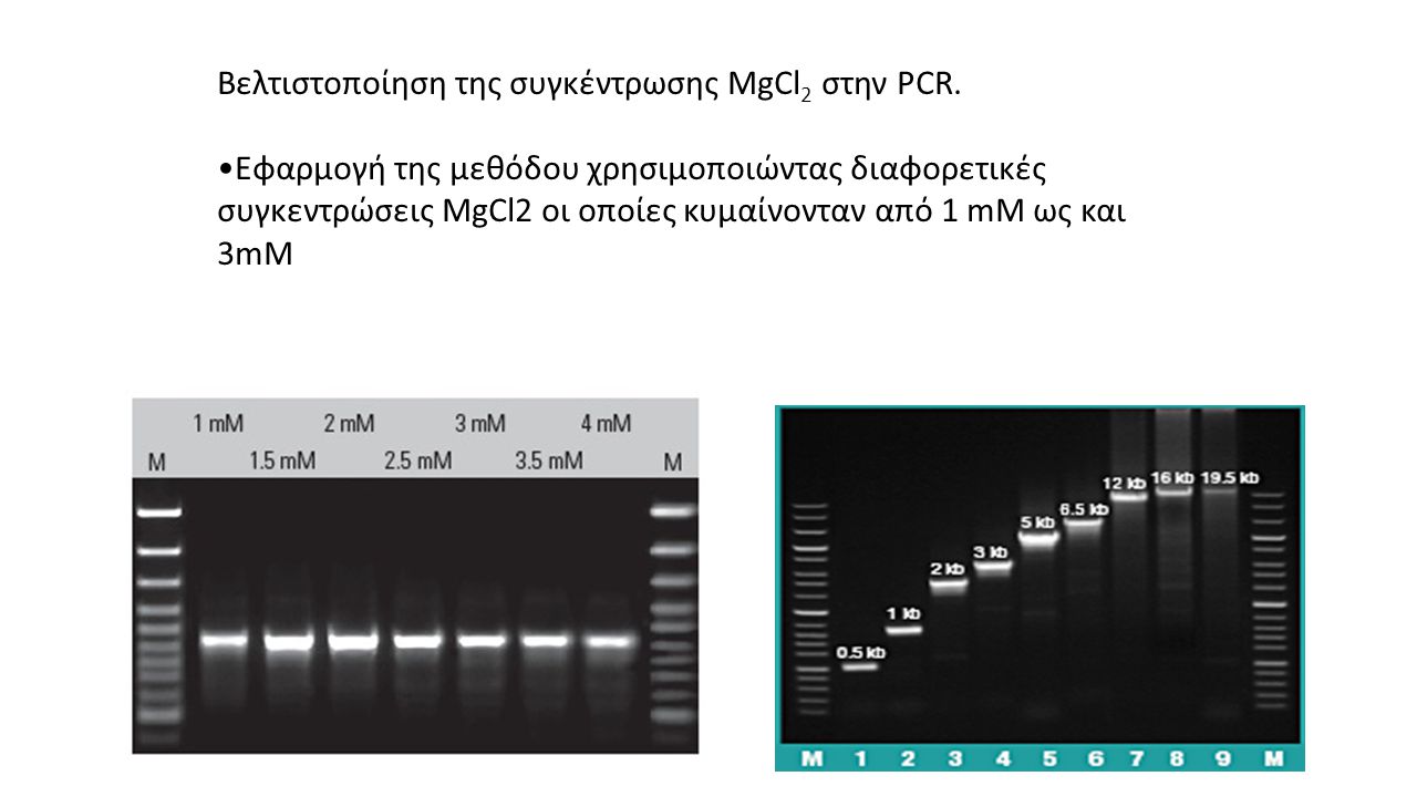 Βελτιστοποίηση της συγκέντρωσης MgCl2 στην PCR.