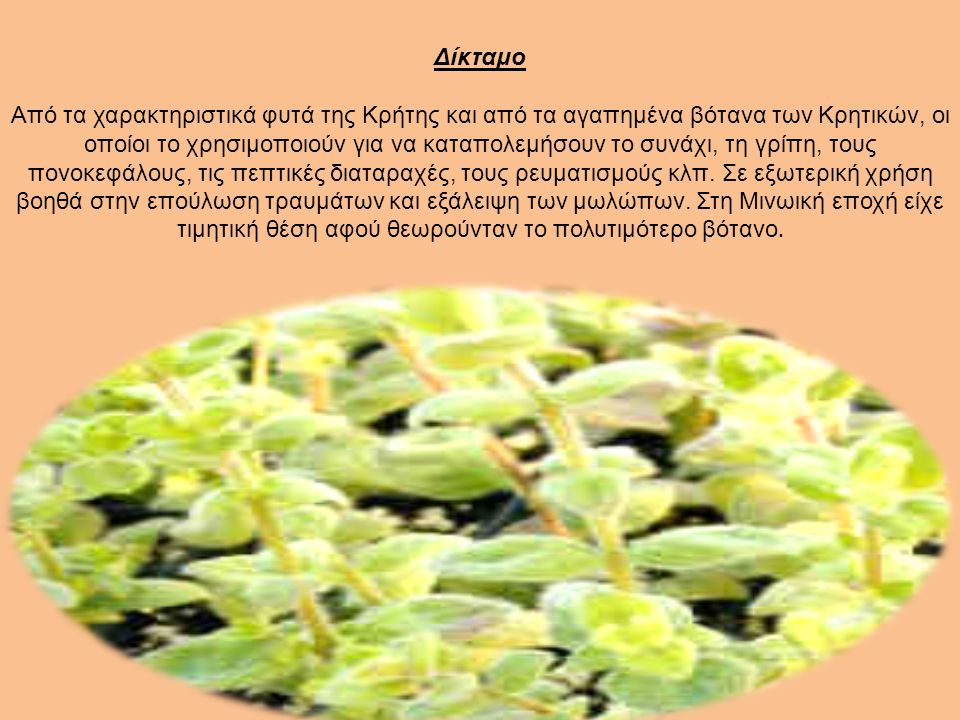 Δίκταμο Από τα χαρακτηριστικά φυτά της Κρήτης και από τα αγαπημένα βότανα των Κρητικών, οι οποίοι το χρησιμοποιούν για να καταπολεμήσουν το συνάχι, τη γρίπη, τους πονοκεφάλους, τις πεπτικές διαταραχές, τους ρευματισμούς κλπ.